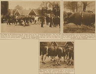 870535 Collage van 3 foto's betreffende de stierenkeuring tijdens de veemarkt op het Vredenburg te Utrecht.